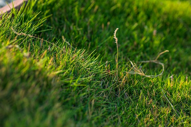 写真 畑の芝生のクローズアップ