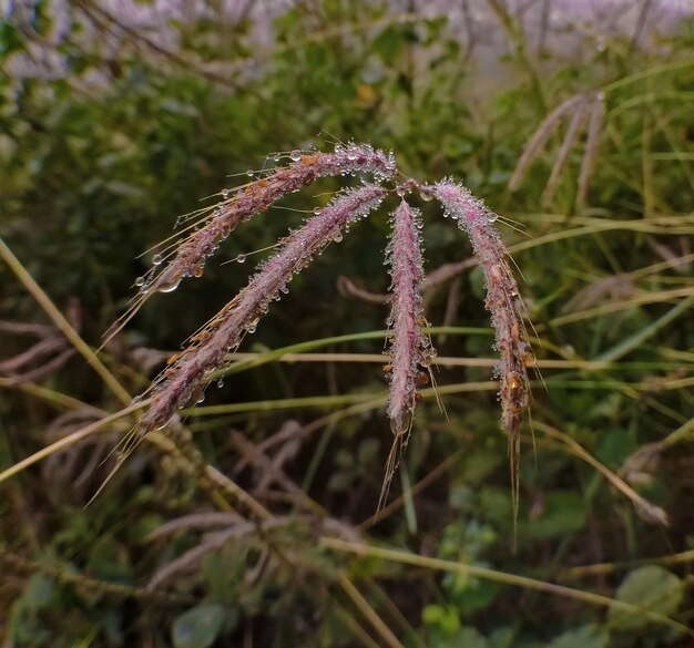 写真 草のクローズアップ