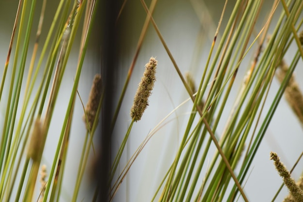 写真 芝生のクローズアップ