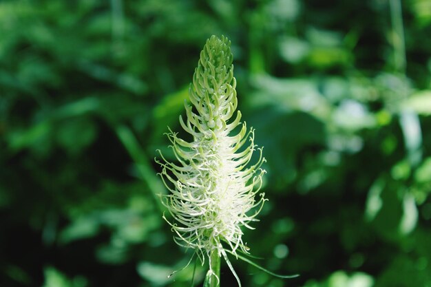 写真 芝生のクローズアップ