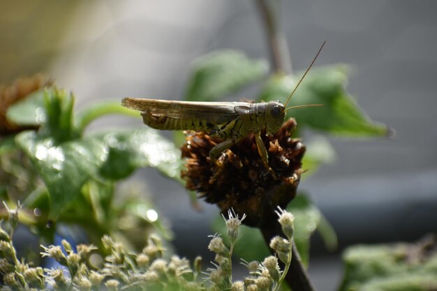 写真 花を ⁇ かせているカタツムリのクローズアップ