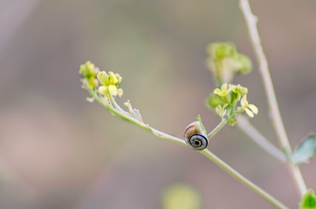 写真 植物上の<unk>のクローズアップ