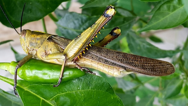 写真 植物上の<unk>のクローズアップ