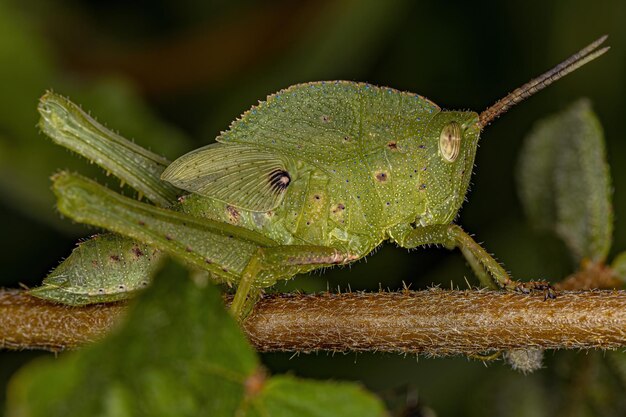 写真 植物上の<unk>のクローズアップ