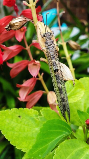 写真 植物 の 上 に いる <unk> の クローズアップ