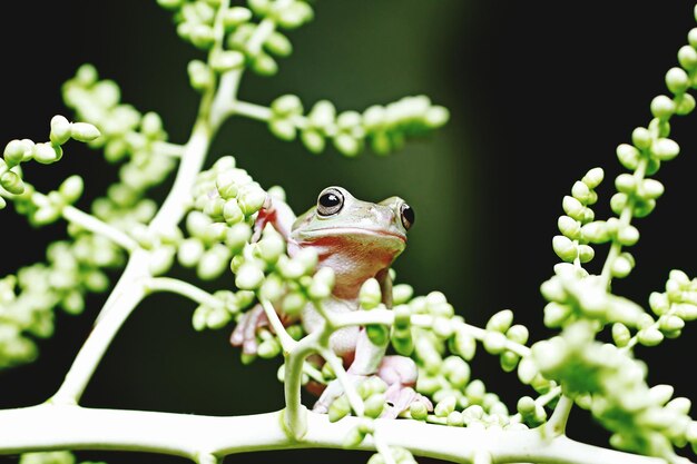 写真 植物上の<unk>のクローズアップ