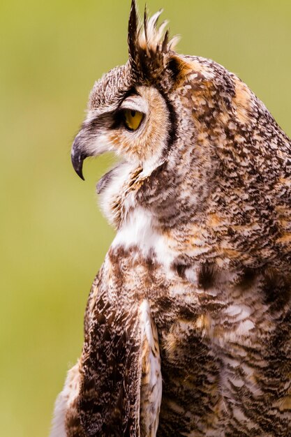 写真 飼育下のアメリカワシミミズクのクローズアップ。