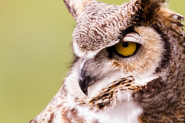 写真 飼育下のアメリカワシミミズクのクローズアップ。