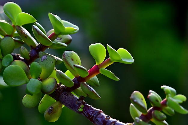 写真 植物 の 緑 の 芽 を 近く から 見る