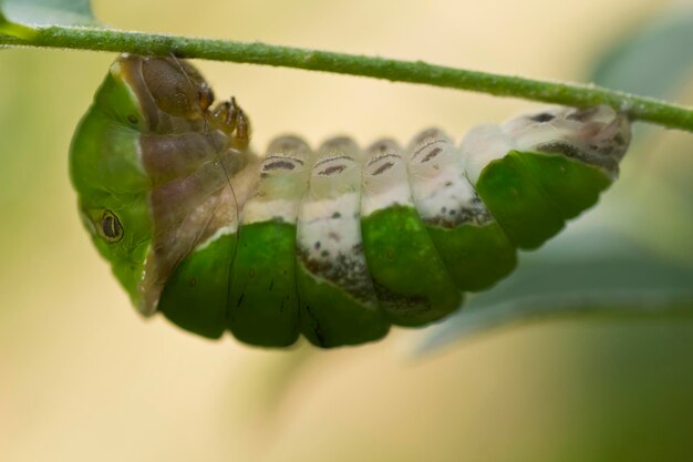 写真 スティック上の緑のカタツムリのクローズアップ