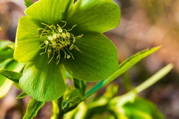 写真 緑の花を ⁇ かせる植物のクローズアップ