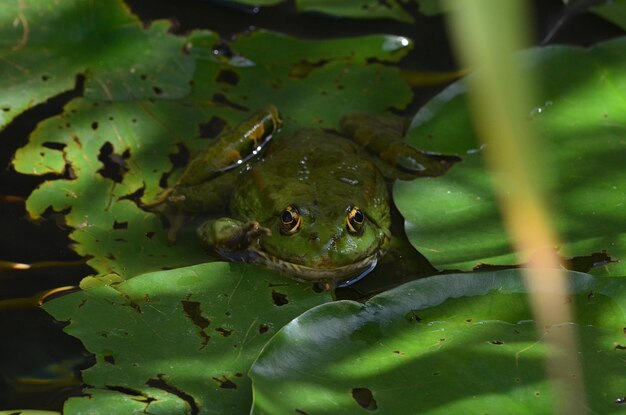 写真 葉の上の緑のカエルのクローズアップ