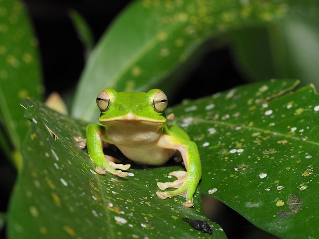 사진 잎 위 에 있는 초록색 개구리 의 클로즈업