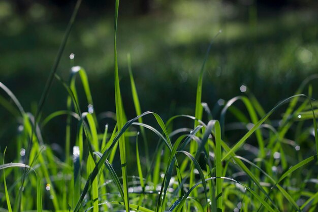 写真 緑の草と露の滴が近づいている