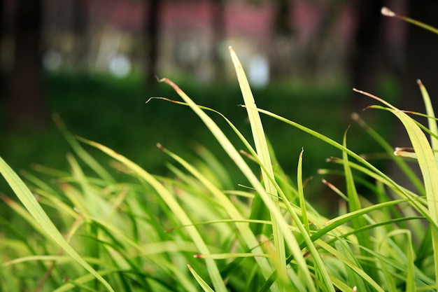 写真 緑の草のクローズアップ