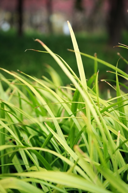 写真 緑の草のクローズアップ