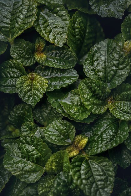 Фото Крупным планом зеленый грипп чарли (pilea nummulariifolia) листья для фона. макросъемка.