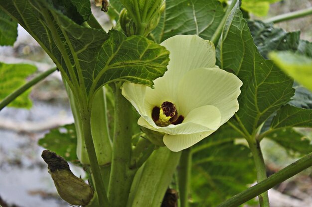 写真 植物の緑の葉のクローズアップ