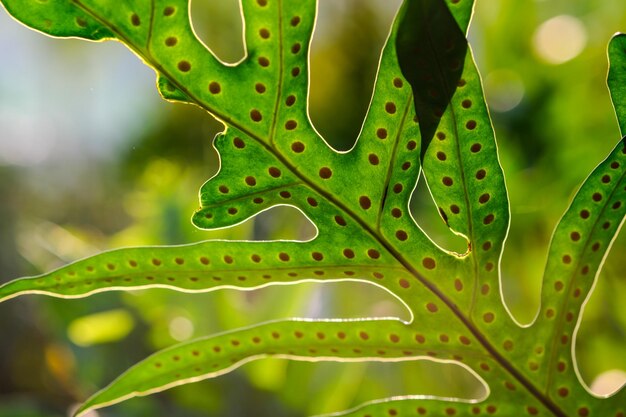 写真 緑の葉のクローズアップ