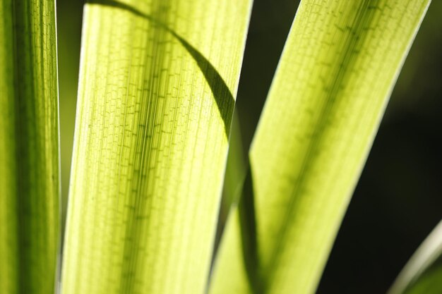 写真 緑の葉のクローズアップ