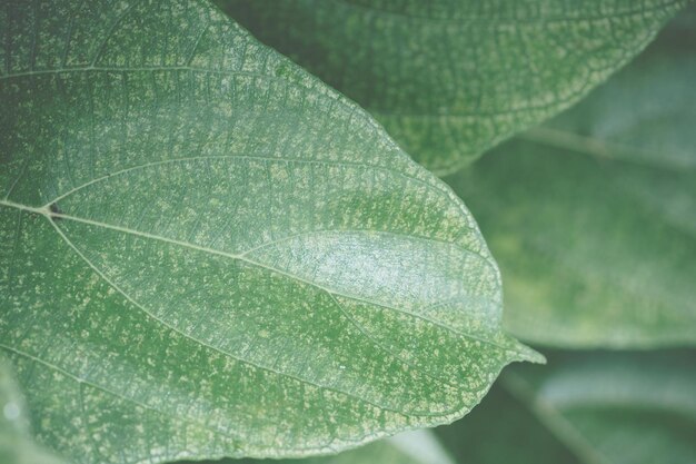 사진 초록색 잎 의 클로즈업