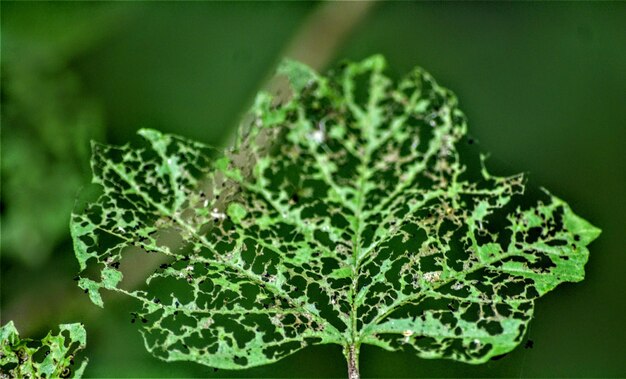 写真 昆虫が食べた緑の葉のクローズアップ