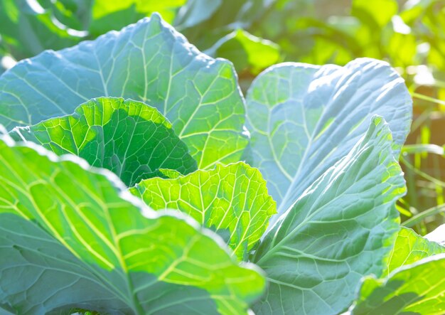 写真 植物の緑の葉のクローズアップ