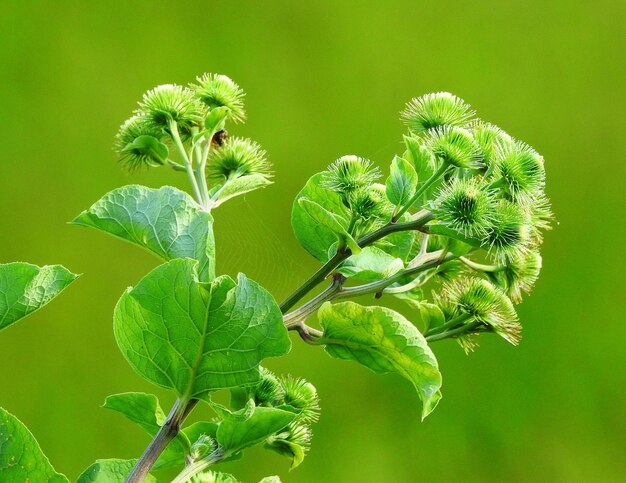 写真 植物の緑の葉のクローズアップ