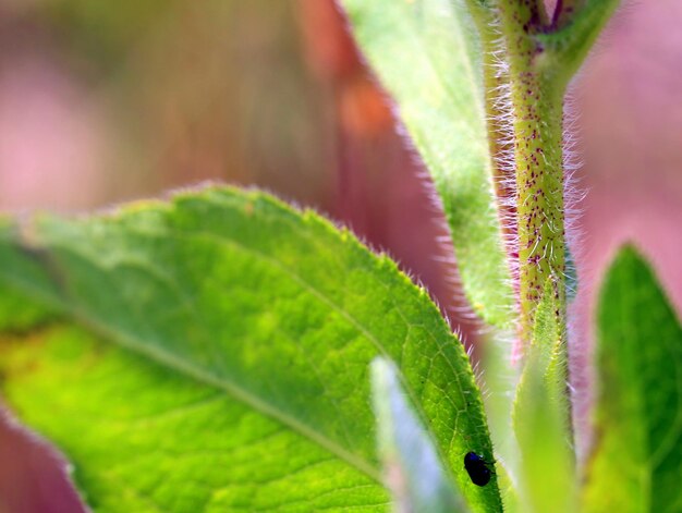 写真 植物の緑の葉のクローズアップ