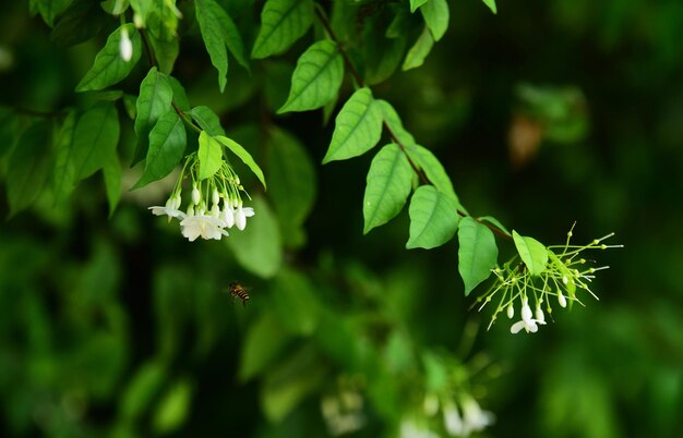 写真 植物 の 緑 の 葉 を 近く から 見る