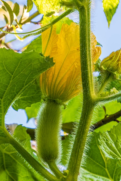 写真 植物の緑の葉のクローズアップ