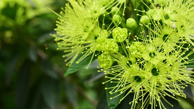 写真 植物の緑の葉のクローズアップ