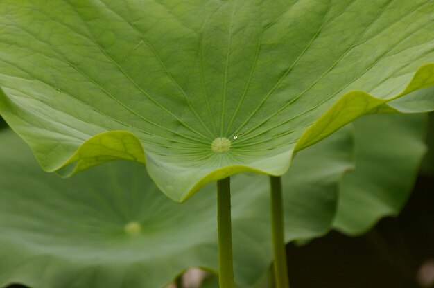 写真 植物の緑の葉のクローズアップ