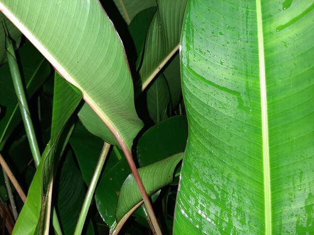 写真 植物の緑の葉のクローズアップ