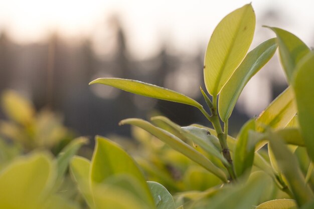 写真 植物の緑の葉のクローズアップ