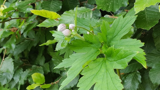 写真 植物 の 緑 の 葉 を 近く から 見る