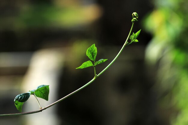 写真 植物の緑の葉のクローズアップ