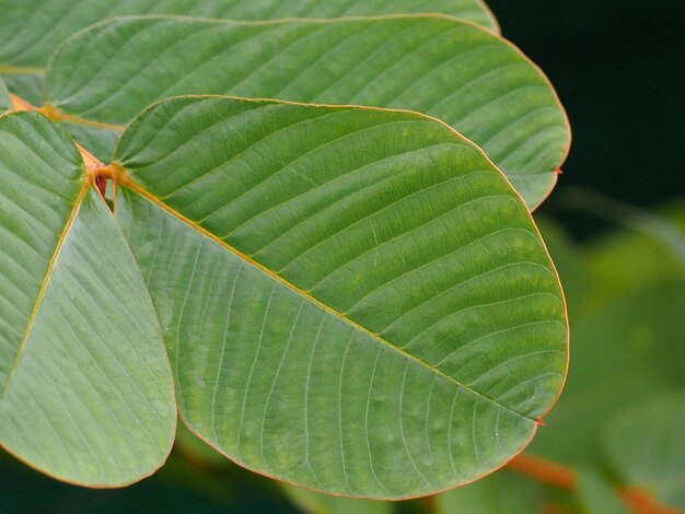 写真 植物の緑の葉のクローズアップ