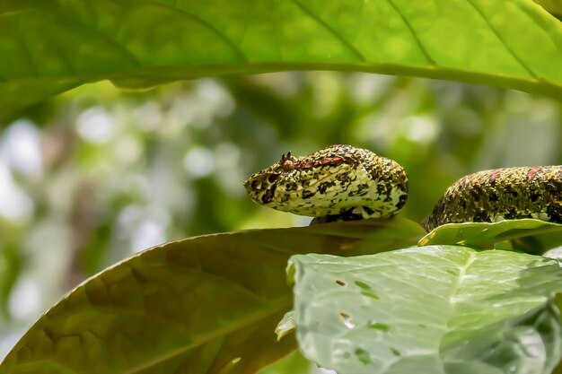 写真 植物 の 緑 の 葉 を 近く から 見る