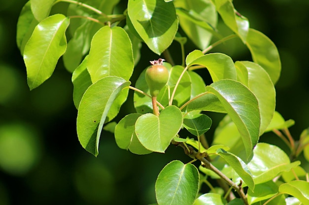 写真 植物の緑の葉のクローズアップ