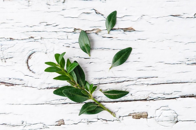 写真 植物の緑の葉のクローズアップ