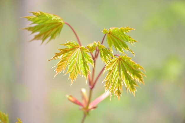 写真 植物の緑の葉のクローズアップ