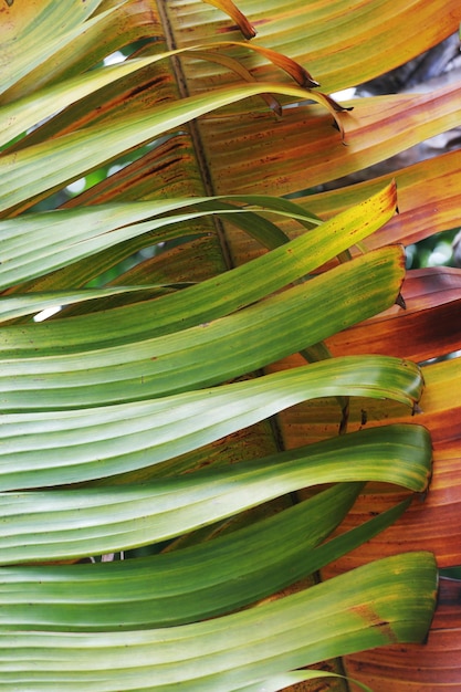 写真 植物の緑の葉のクローズアップ