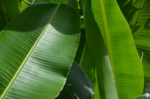 写真 植物の緑の葉のクローズアップ