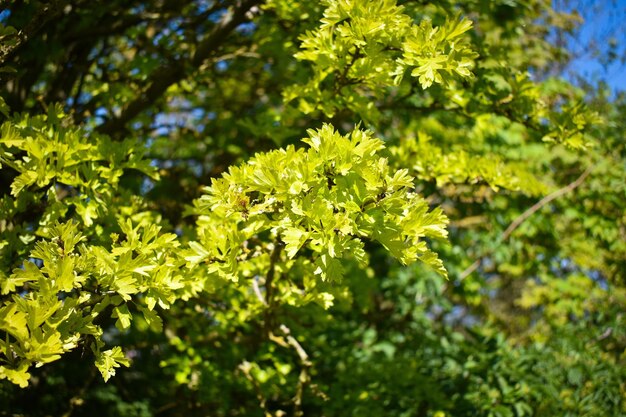 写真 晴れた日に緑の葉のクローズアップ