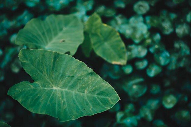 写真 緑の葉のクローズアップ