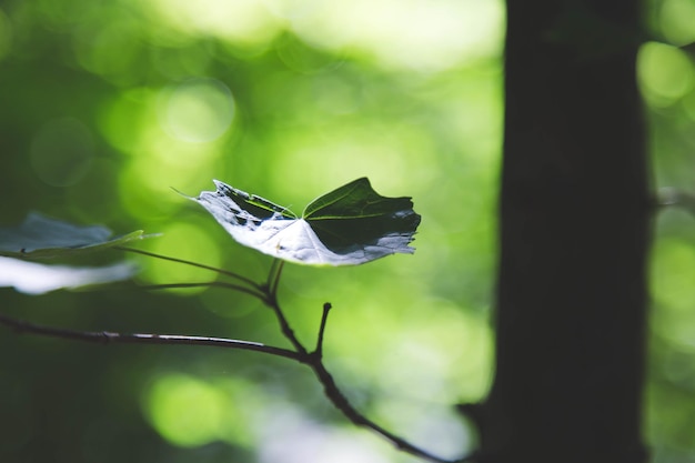 写真 緑の葉のクローズアップ