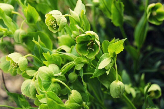 写真 植物上の緑のトカゲのクローズアップ