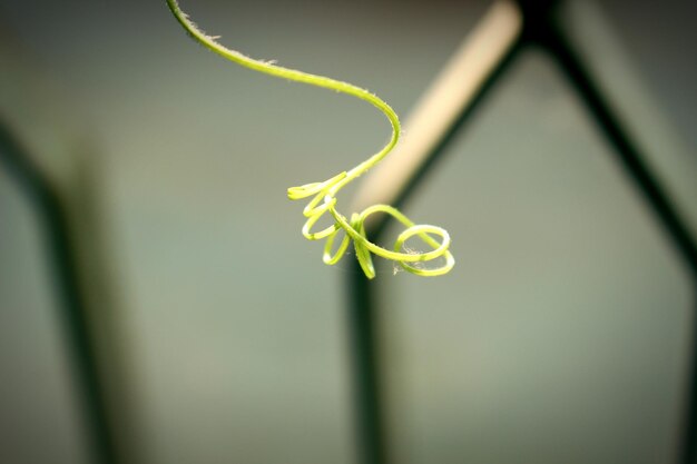 写真 緑の植物のクローズアップ