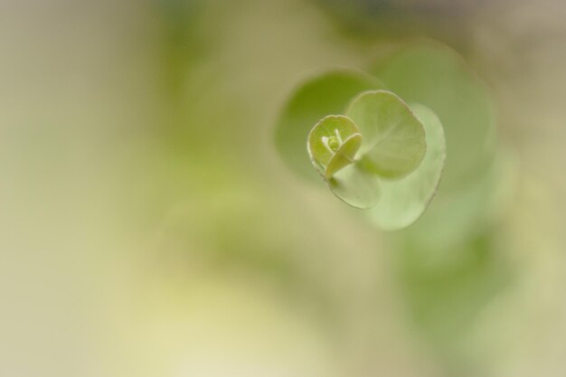 写真 緑の植物のクローズアップ